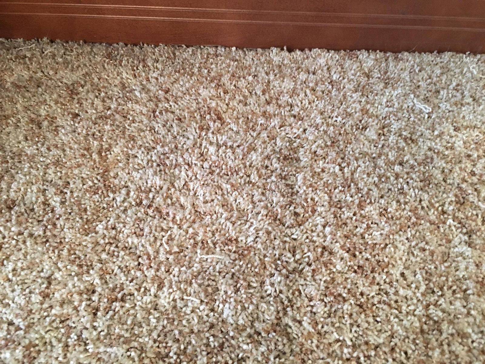 Shag carpet stain fully removed after professional cleaning