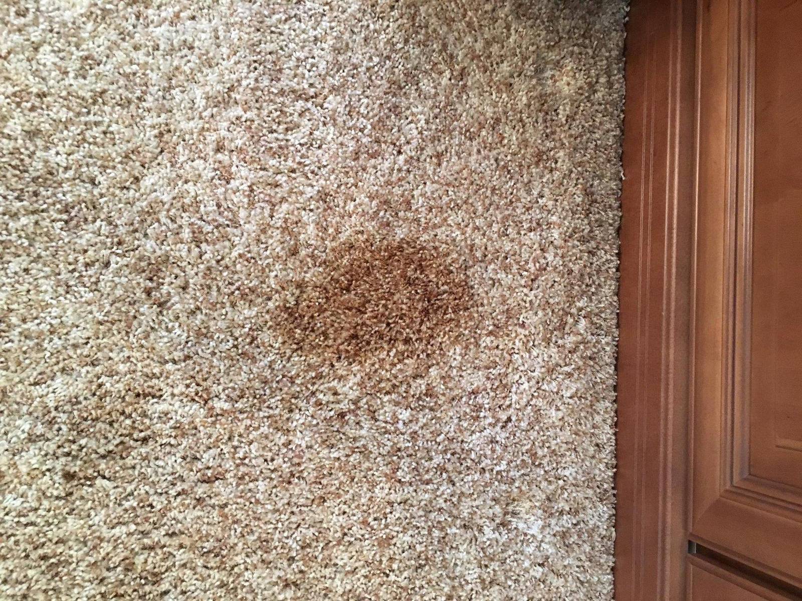 Deep-set brown stain on shag carpet before treatment